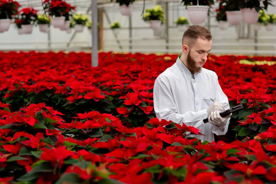 A grower inspecting poinsettias with a clipboard in a greenhouse