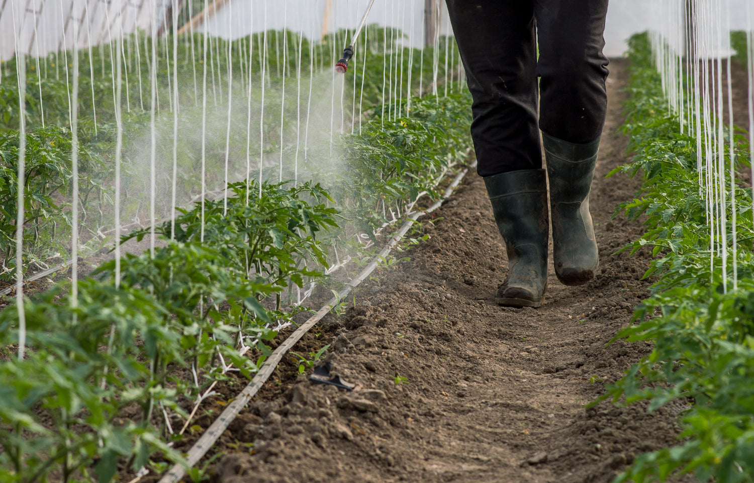 IPM Pest Control